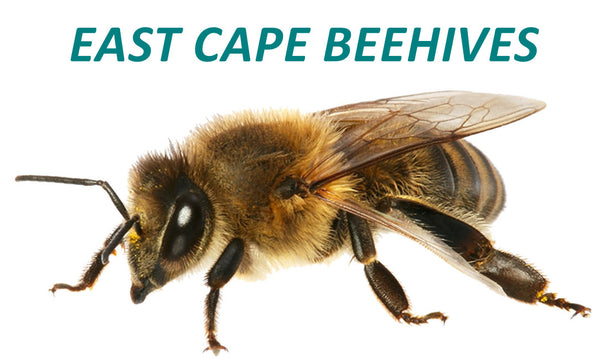 EAST CAPE BEEHIVES